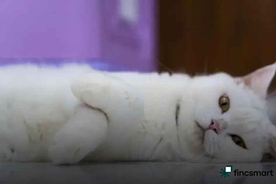 2. Top 5 Reptiles for New Owners