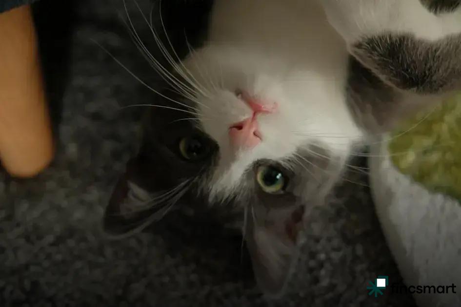 Accessories that Enrich Your Pet