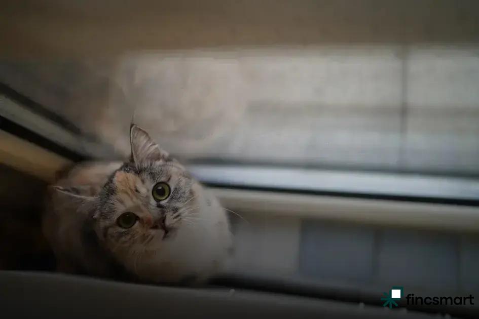 Advantages of Dry Cat Food