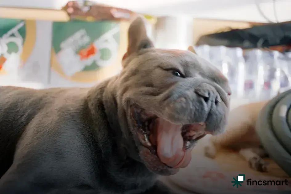 Best Cages for Small Pets: Top Choices Revealed Today