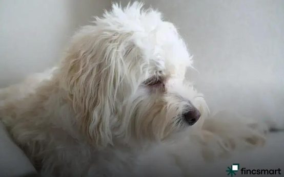 Best Cat Litter Types Explained: Discover Your Perfect Choice