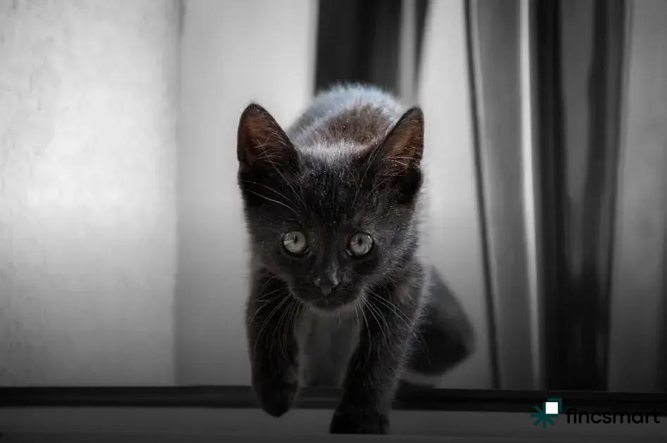 Best Fish for Small Aquariums: Top Choices Revealed