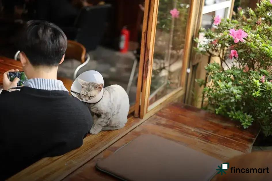 Best Grooming Tools for Cats