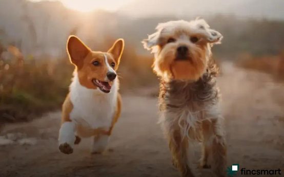 Best Reptiles for Beginners: Easy Pets for Starters