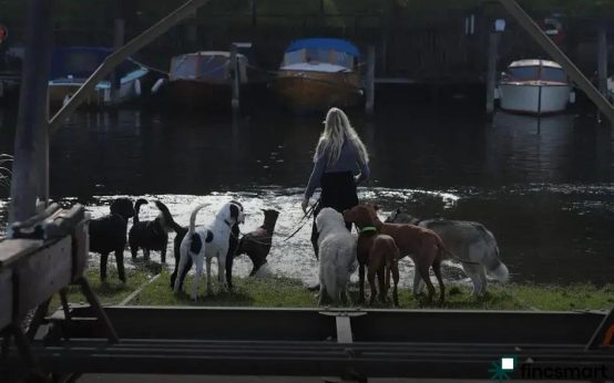 Best Toys for Dogs of All Sizes: Ultimate Guide 2024