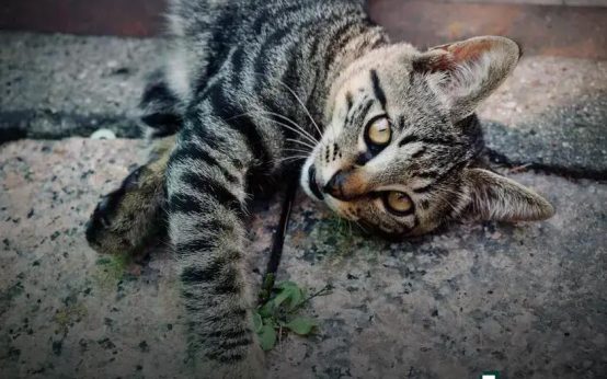 Bird Care Basics for Pet Owners: Essential Tips & Tricks