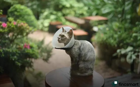 Caring for Hamsters: A Complete Guide to Happy Pets