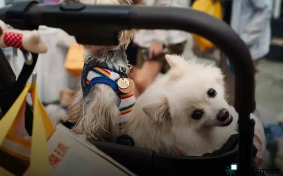 Cat Care Basics for New Cat Owners: Essential Tips