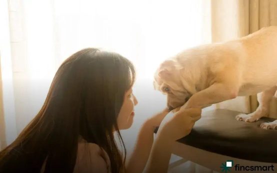 Choosing the Right Dog Bed: A Perfect Fit for Furry Comfort