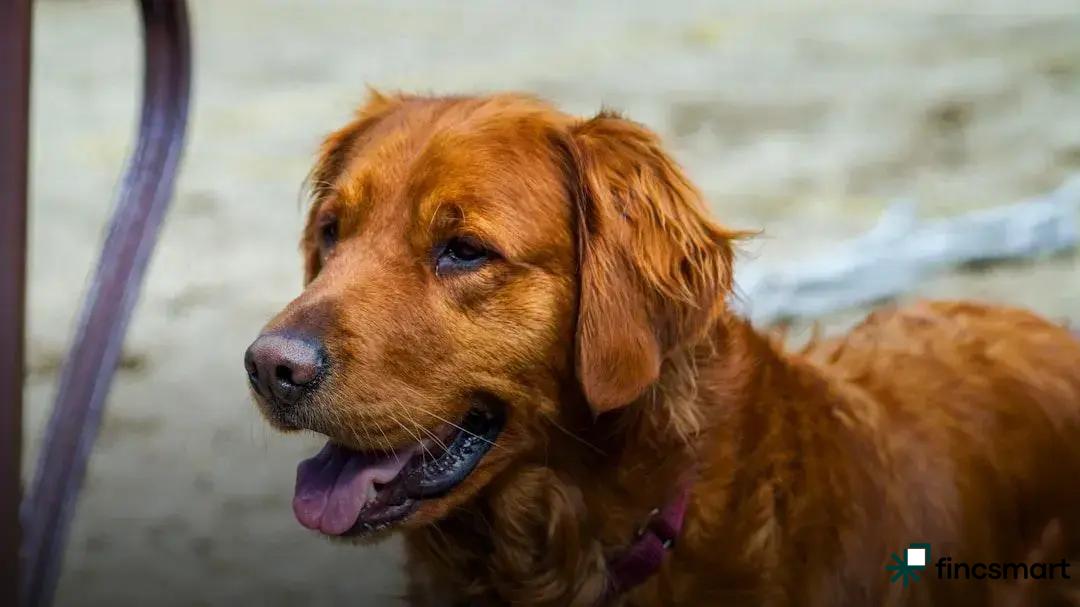 Choosing the Right Habitat and Accessories