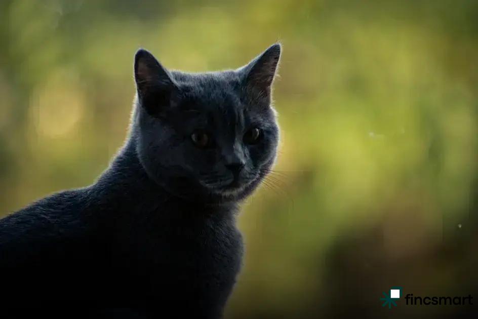 Choosing the Right Leash and Collar