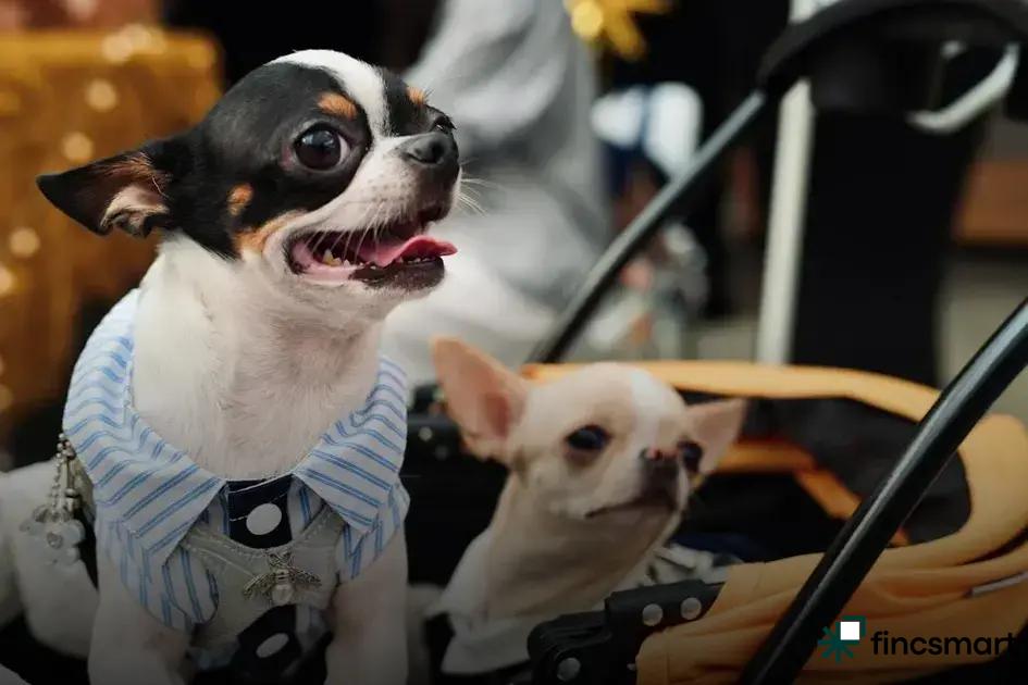 Comfort Staples for Every Dog