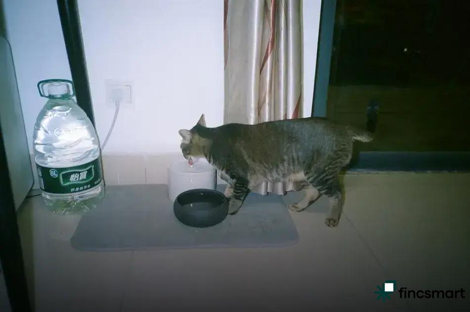 Common Dental Issues in Pets