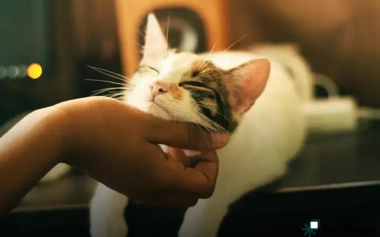 Common Dog Health Issues and Prevention: Essential Tips Revealed