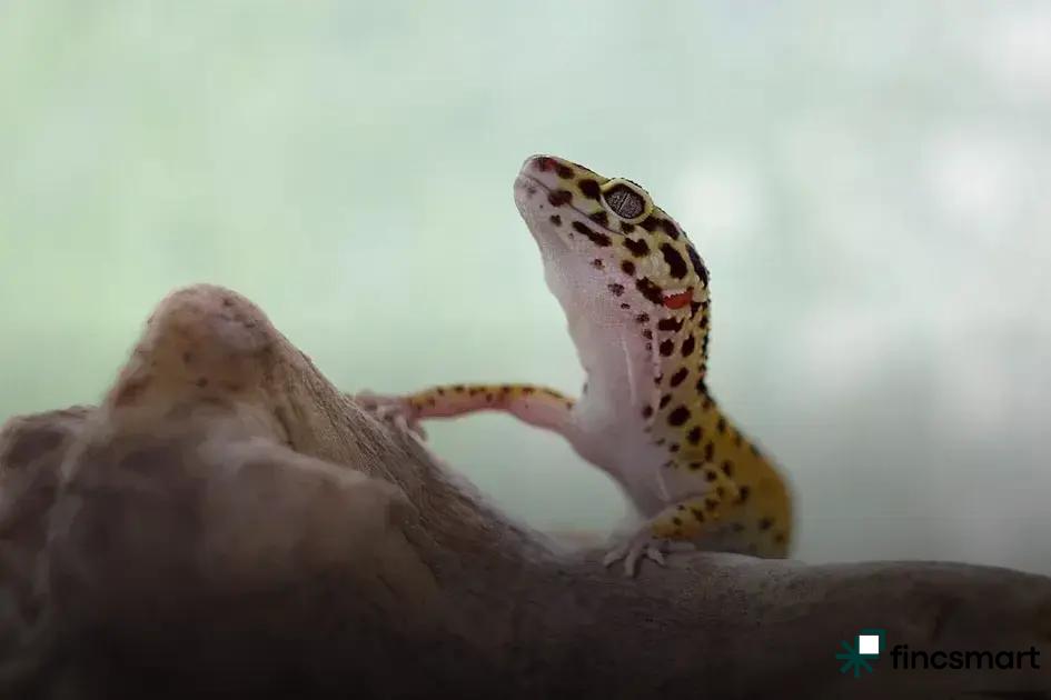 Common Health Issues and Prevention