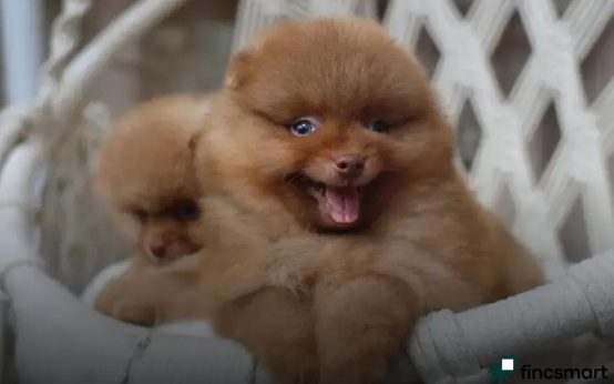 Common Health Issues in Small Pets: Key Facts Uncovered