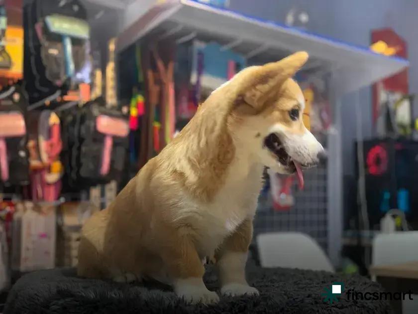 Common Mistakes in Reptile Care