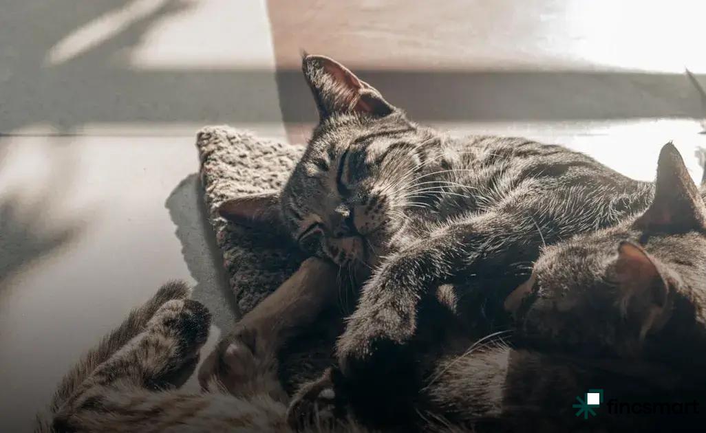 Creating a Comfortable Environment