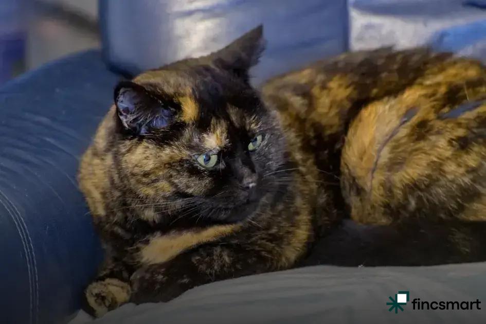 Decoding Cat Body Language