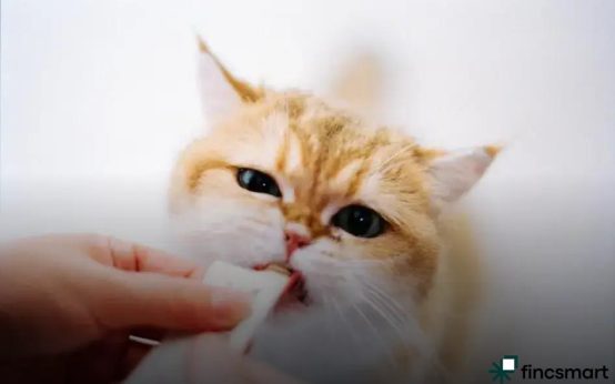 Dog Accessories Every Owner Should Have in 2023