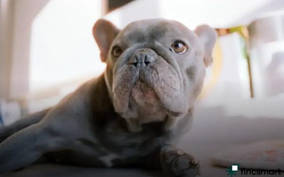 Eco-Friendly Pet Products Explained: Discover Sustainable Choices