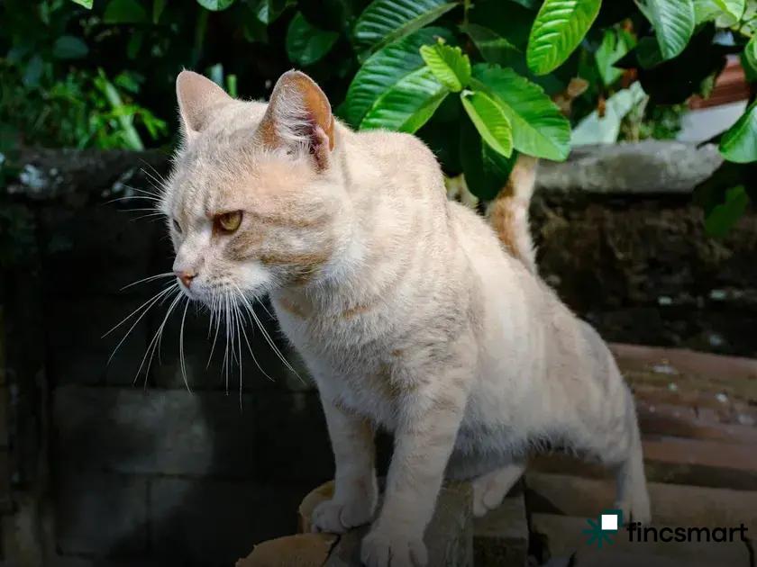 Essential Pet Care Tips for First-Time Owners Revealed