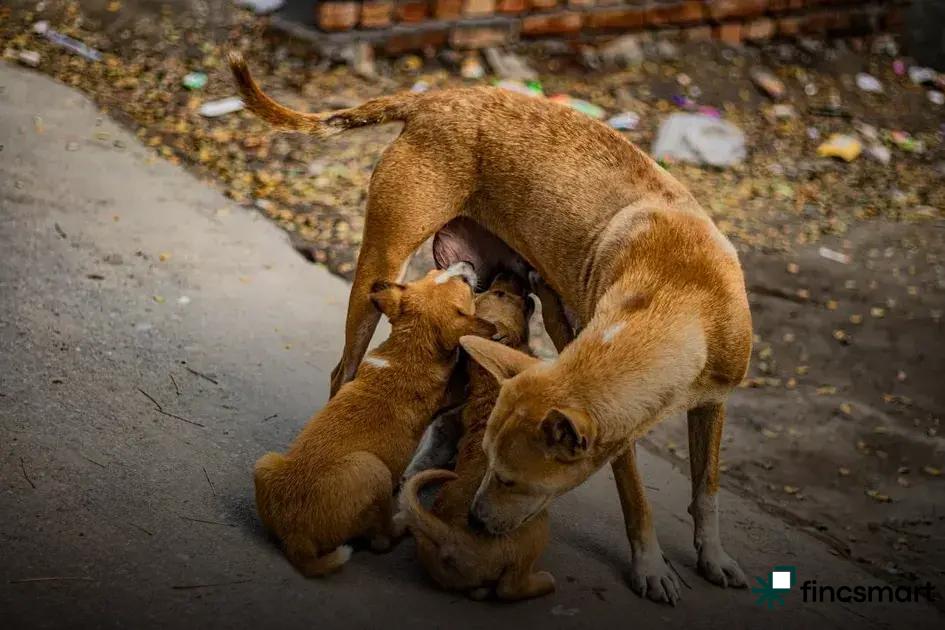 Exercise: Keeping Your Pet Active