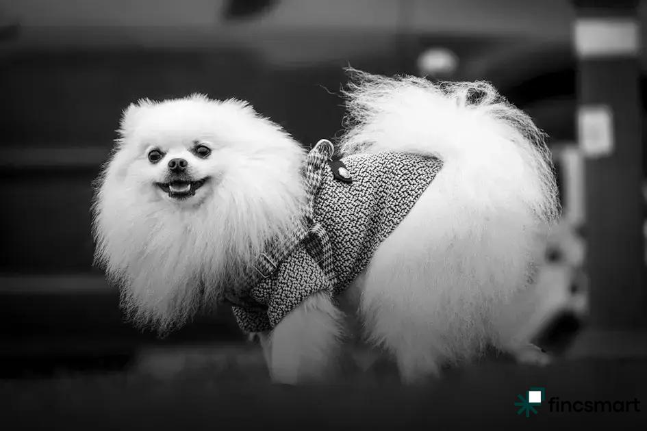 Factors to Consider Before Purchasing