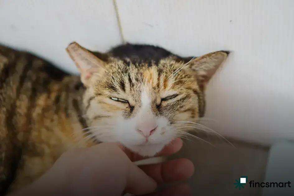 Feeding and Handling Reptiles Safely: Essential Tips