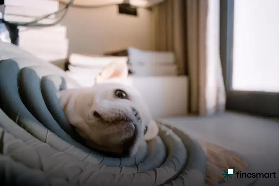 Feeding Tips for a Growing Puppy