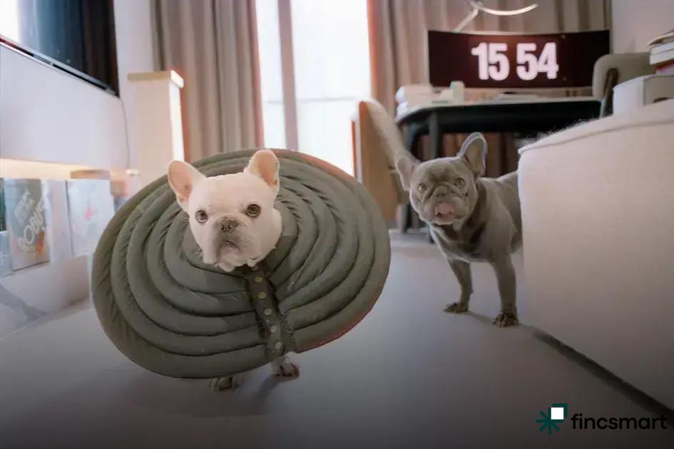 Financial Commitment of Exotic Pet Ownership