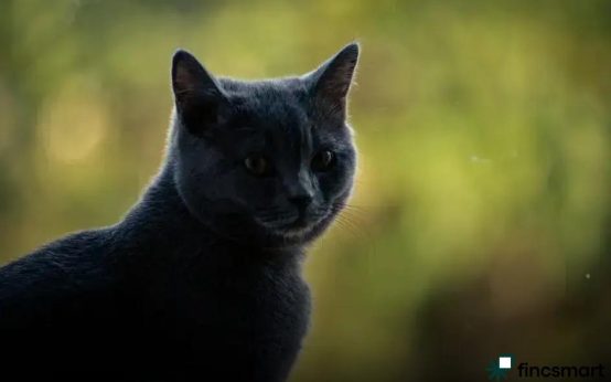 Freshwater vs Saltwater Aquariums: Discover the Best for You