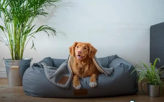 How Often Should You Bathe Your Pet? Find Out Now