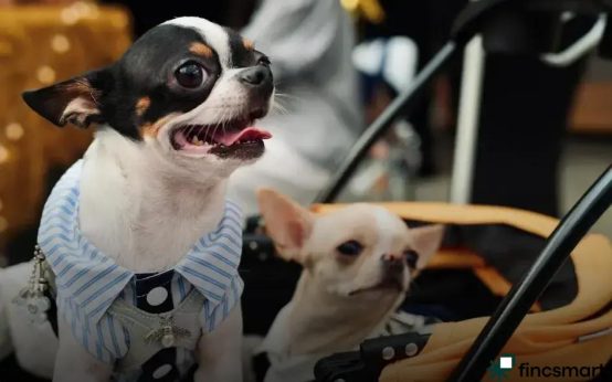 How to Build a Pet-Friendly Home: Essential Tips Revealed