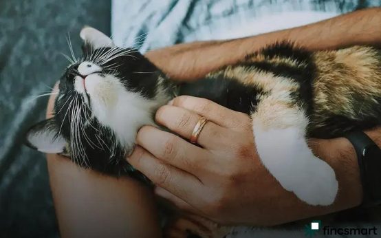 How to Choose the Best Pet Food Brand: Top Tips