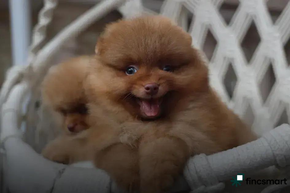 How to Choose the Right Box for Your Pet