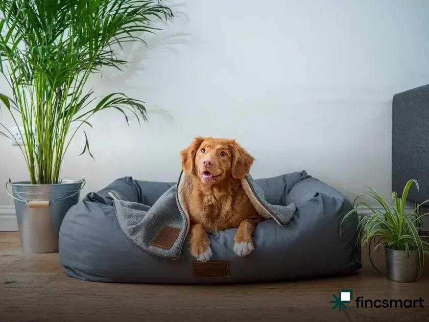 How to Choose the Right Pet Products for Your Beloved Companion