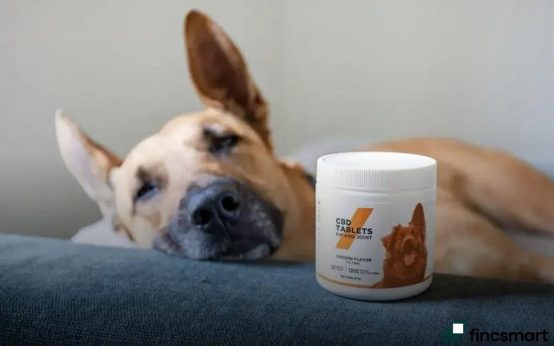 How to Create a Comfortable Habitat for Small Animals