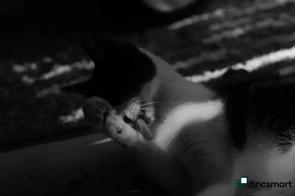 How to Create a Healthy Routine for Your Pet Everyday