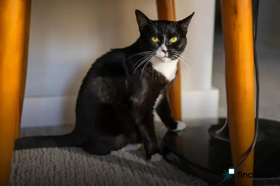 How to Decorate Small Fish Tanks