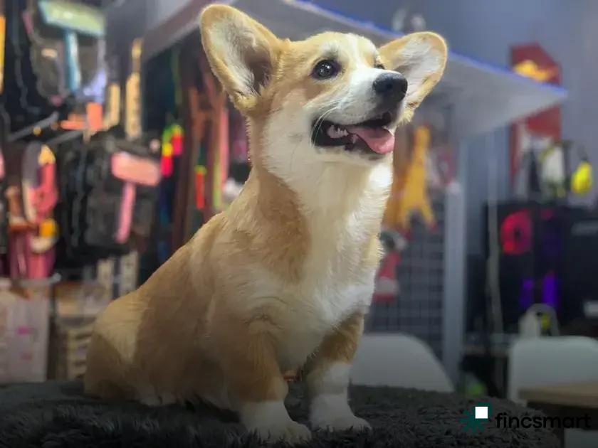 How to Set Up a Bird Cage: Step-by-Step Guide