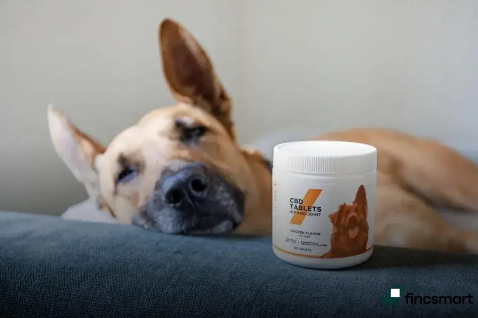 Importance of Regular Vet Check-Ups