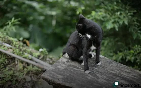 Leash Training Tips for Beginners: Master Walking Your Dog