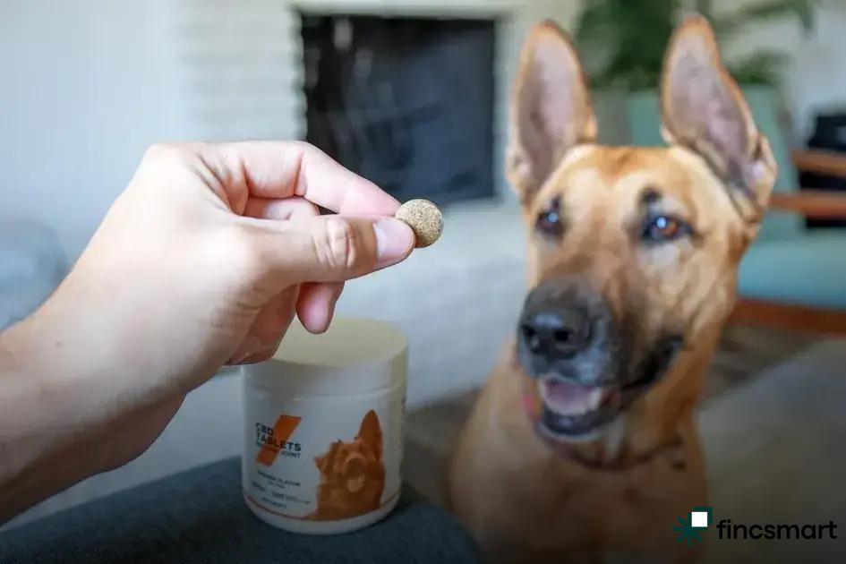 Low-Maintenance Dog Breeds