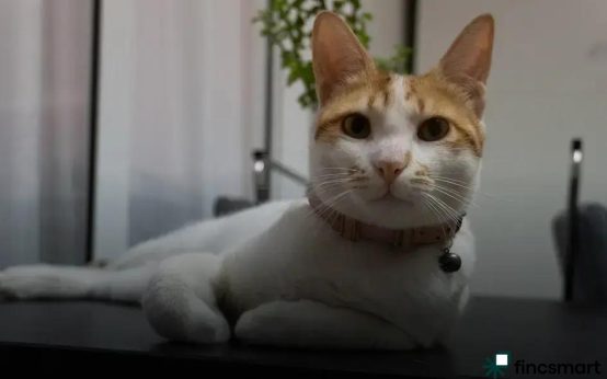 Luxury Pet Products: Are They Really Worth the Price?