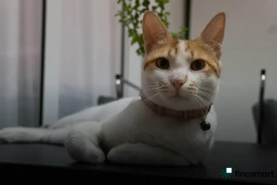 Luxury Pet Products: Are They Really Worth the Price?