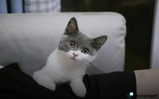 Natural Grooming Products for Pets: Discover Eco-Friendly Solutions