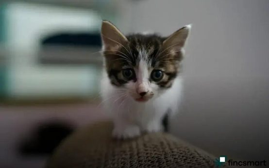 Parasite Prevention for Pets: Top Strategies Revealed!