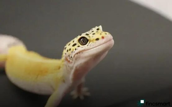 Pet Dental Care: Why It Matters for Your Pet's Health