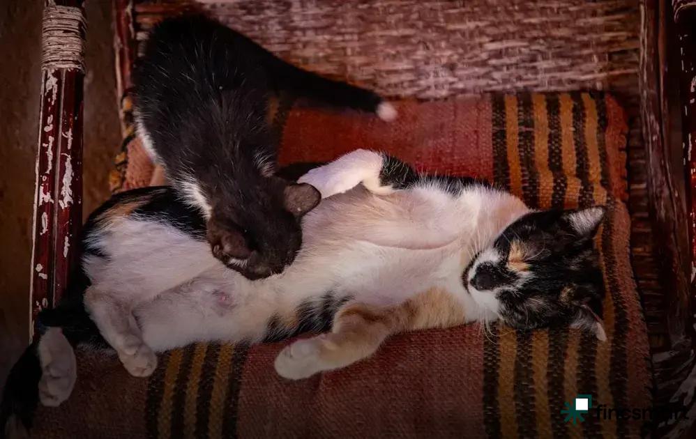 Pet First Aid Basics: Essential Tips to Protect Your Pets